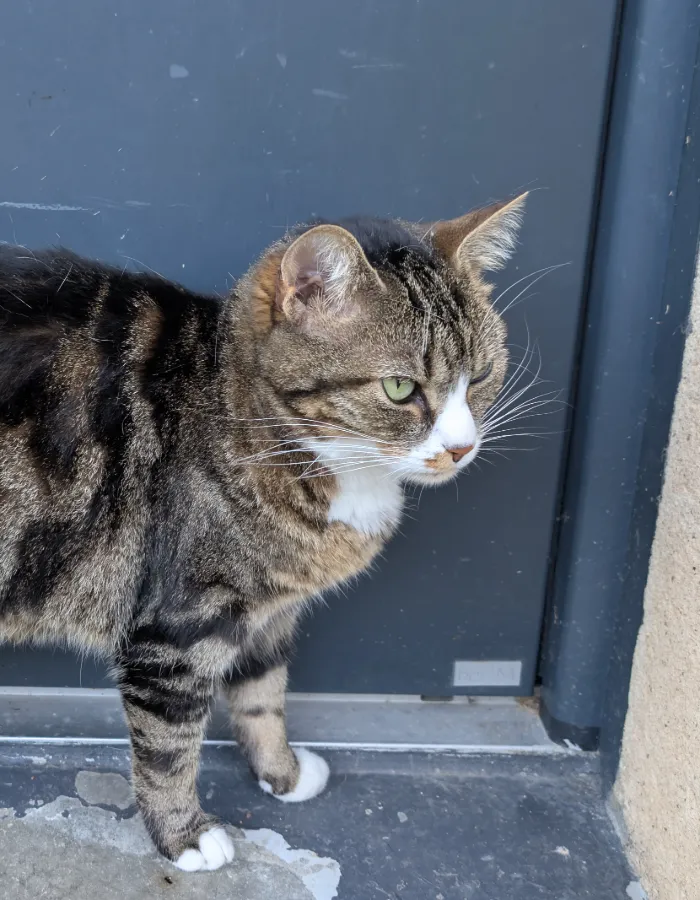 Photo de Mimi Chat